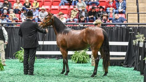 Save your search. . Western bloodstock sale 2022 results